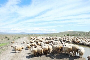 Obraz premium many sheep at a watering hole in Georgia