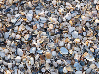 Shells washed up on the beach