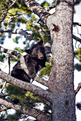 Black Bear Cub in a Tree