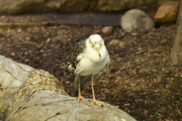 Animals are a traditionally (since the time of Aristotle) distinguished category of organisms, currently considered as a biological kingdom. Animals are the main object of zoology study.