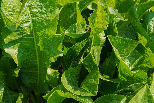 Armoracia rusticana plant in the sun. It is called horseradish.