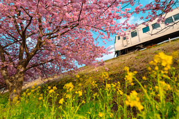  Kawazu Sakura with train - 596058718