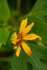 yellow flower on green background