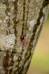 drop of tree sap 