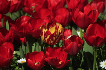Fototapeta premium red and yellow tulip