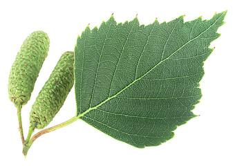 European white birch - green birch leaf and catkins isolated on a white background.