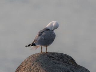 A seagull on a stone against the backdrop of the sea. Blurred background .close up