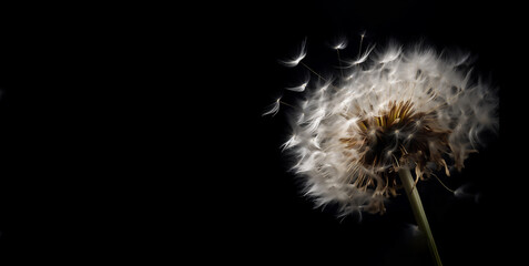 Dandelion on dark background, macro, generative AI content, dreamy artistic image of nature's beauty.