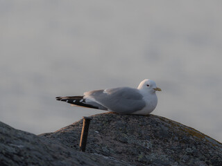 A seagull on a stone against the backdrop of the sea. Blurred background .close up