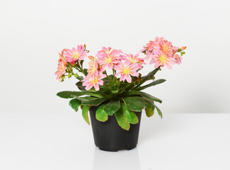 Pot with lewisia flowers