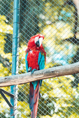 blue and yellow macaw