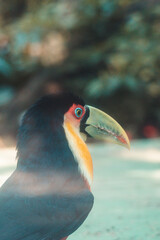 toucan on the beach