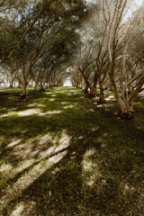 footpath in the park