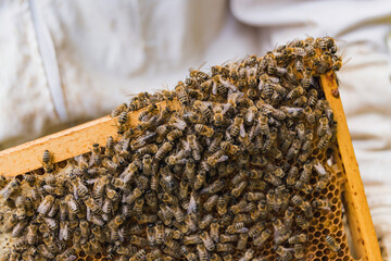 Cluster of worker honeybees laying the honeydew in a honeycomb on a wooden hive frame, macro shot.