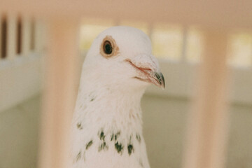 white dove on a fence