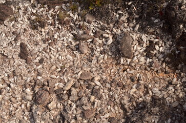 stone wall texture