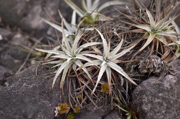 close up of cactus