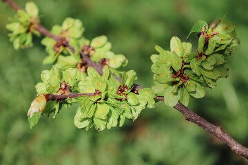 Branch of wych elm or Scots elm with seeds and green foliage. Samarae, showing seed on stalk side of centre. Ulmus glabra. Spring and new life concept for natural design