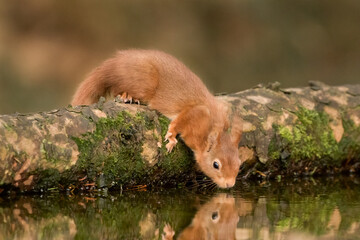 Red Squirrel (Sciurus vulgaris) - Drinking