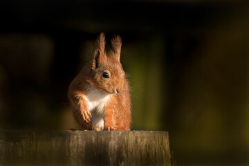 Red Squirrel (Sciurus vulgaris)	