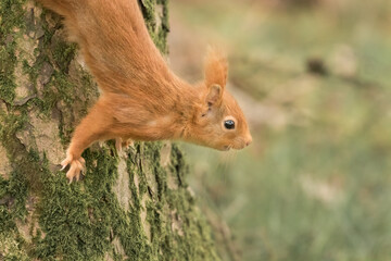 Red Squirrel (Sciurus vulgaris) on Tree Trunk