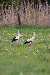 Obraz na płótnie Canvas Couple of white storks wandering in spring flower meadow