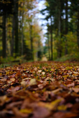 Trail in to the Woods