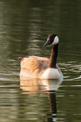 Canada goose swimming on a sunny day