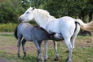 Mare in the meadow with her foal