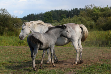 Mare in the meadow with her foal