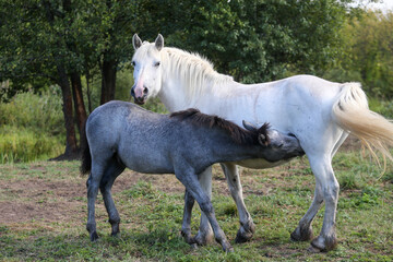 Mare in the meadow with her foal