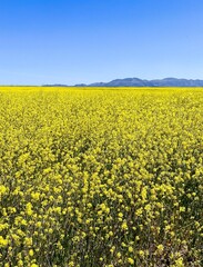 A field of mustard flowers 