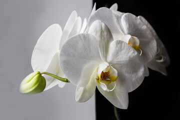 Naklejka na ściany i meble Extreme close-up of white orchid.