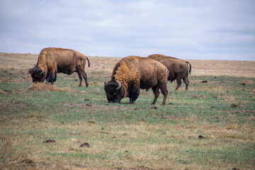 Buffalo grazing up the hill