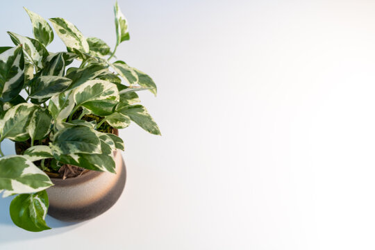 ivy plant on table