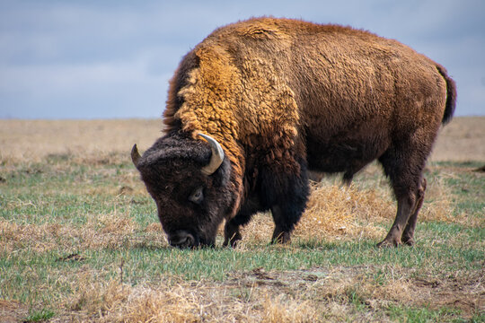 Buffalo's Left side