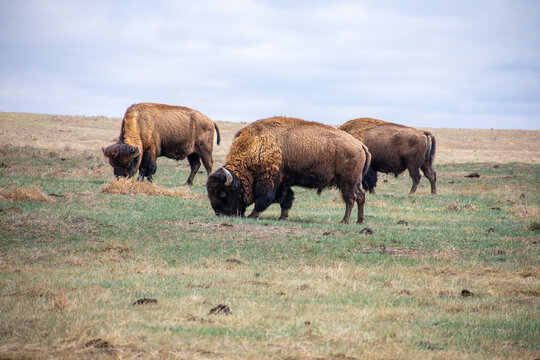 Herd of Buffalo
