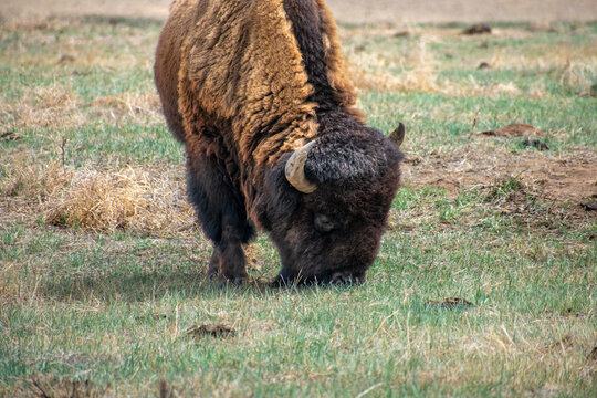 Buffalo Eyes