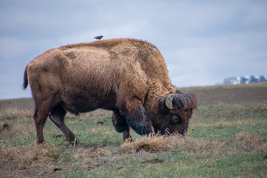 Buffalo with a bird looking