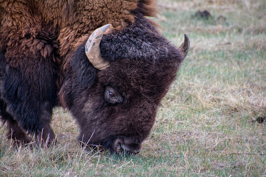 Buffalo Head