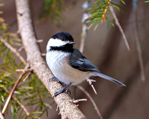 Chickadee Photo and Image. Close-up profile view perched on a coniferous tree branch in its environment and habitat surrounding.