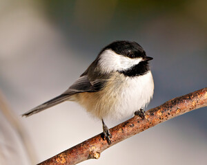 Chickadee Photo and Image.  Close-up profile front view perched on a tree branch with a soft background in its environment and habitat surrounding.