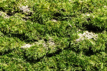 Close-up of a patch of green moss. The texture of the moss is visible in great detail, with small, intricate leaves and stems. Simplicity of this small plant. Green moss texture.