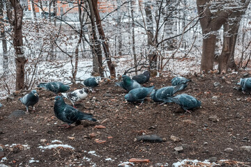 A group of pigeons are eating on the ground in the snow.