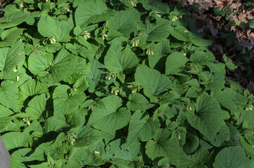 Medicinal plant of the Carpathian region.Symphytum cordatum.