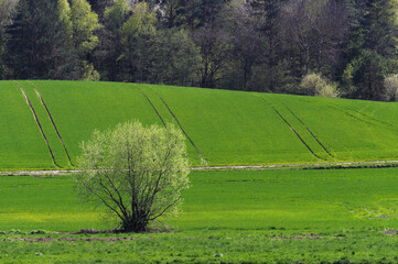 Świeża zieleń wiosną na polach w Europie Wschodniej. - obrazy, fototapety, plakaty