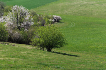 Świeża zieleń wiosną na polach w Europie Wschodniej.