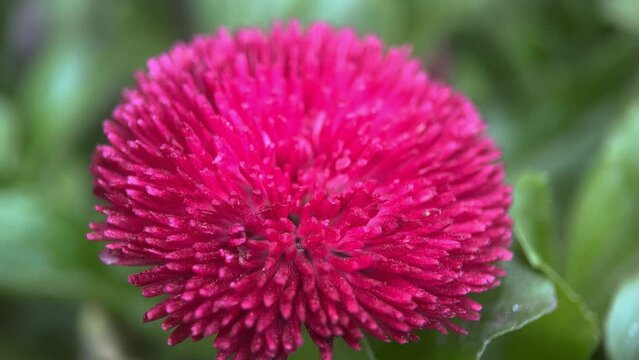 Macro Pink Flower Astra Background