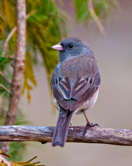 Junco Dark-eyed Photo and Image. Close-up rear view perched on a tree branch with a soft brown background in its environment and habitat surrounding and displaying multi coloured wings.
