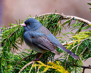 Junco Dark-eyed Photo and Image. State Coloured Junco close-up side profile view perched on a coniferous tree branch with a soft brown background
